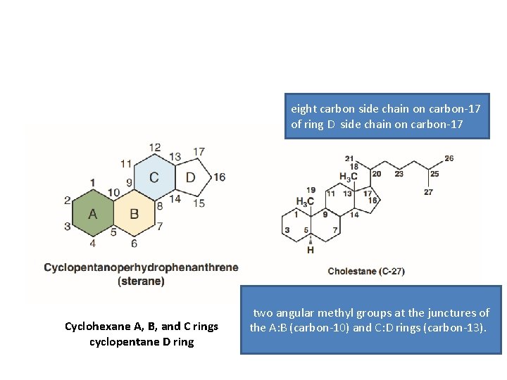 eight carbon side chain on carbon-17 of ring D side chain on carbon-17 Cyclohexane