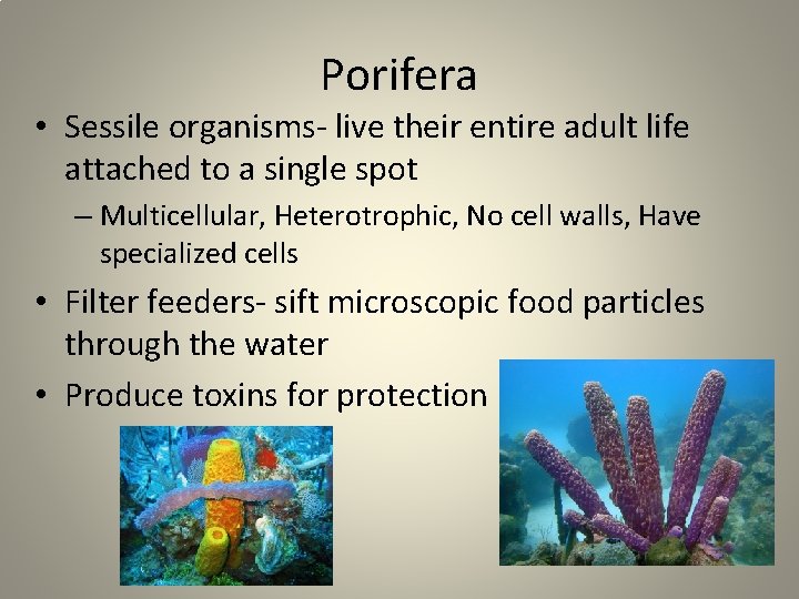 Porifera • Sessile organisms- live their entire adult life attached to a single spot