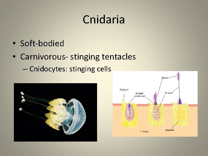 Cnidaria • Soft-bodied • Carnivorous- stinging tentacles – Cnidocytes: stinging cells 