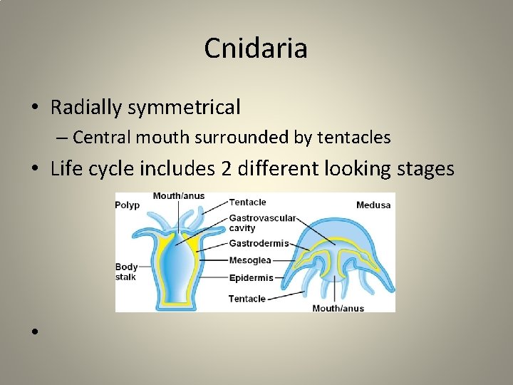 Cnidaria • Radially symmetrical – Central mouth surrounded by tentacles • Life cycle includes