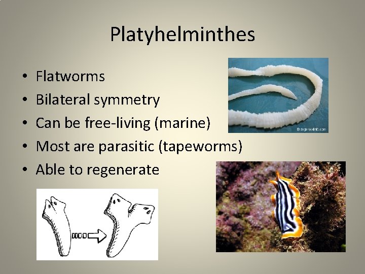 Platyhelminthes • • • Flatworms Bilateral symmetry Can be free-living (marine) Most are parasitic