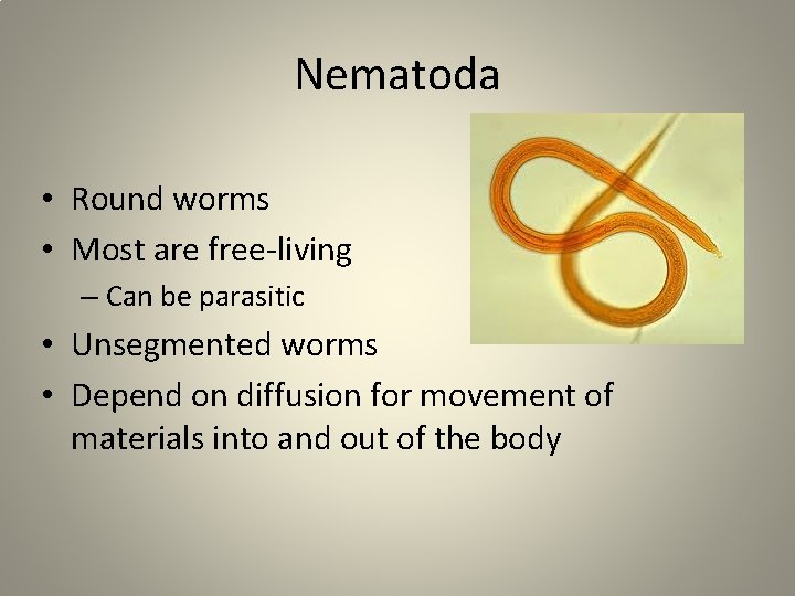 Nematoda • Round worms • Most are free-living – Can be parasitic • Unsegmented