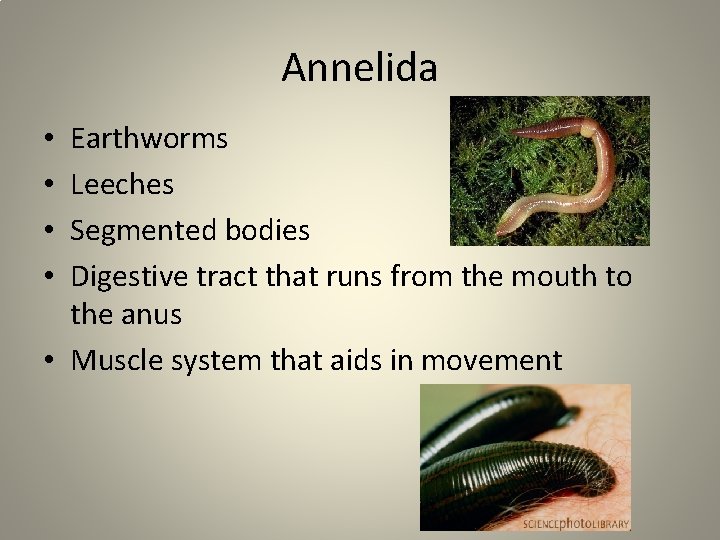 Annelida Earthworms Leeches Segmented bodies Digestive tract that runs from the mouth to the