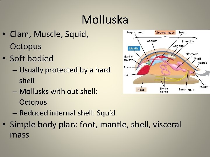 Molluska • Clam, Muscle, Squid, Octopus • Soft bodied – Usually protected by a