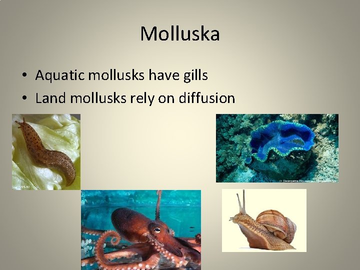 Molluska • Aquatic mollusks have gills • Land mollusks rely on diffusion 