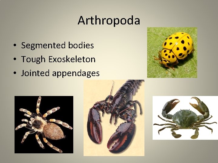 Arthropoda • Segmented bodies • Tough Exoskeleton • Jointed appendages 