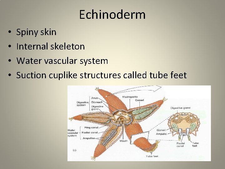Echinoderm • • Spiny skin Internal skeleton Water vascular system Suction cuplike structures called