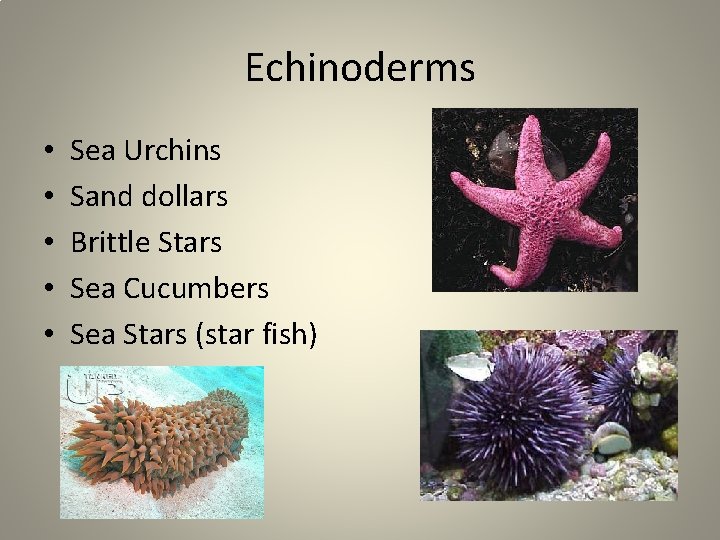 Echinoderms • • • Sea Urchins Sand dollars Brittle Stars Sea Cucumbers Sea Stars