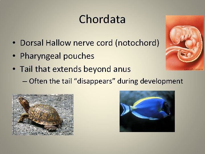 Chordata • Dorsal Hallow nerve cord (notochord) • Pharyngeal pouches • Tail that extends