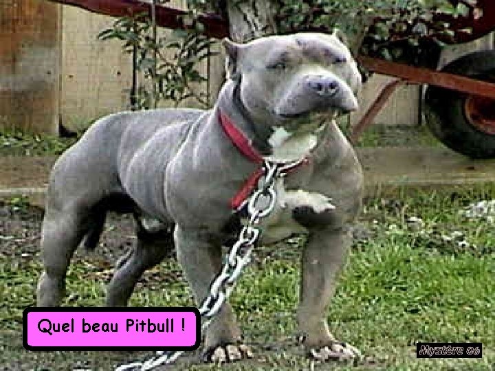 Quel beau Pitbull ! 