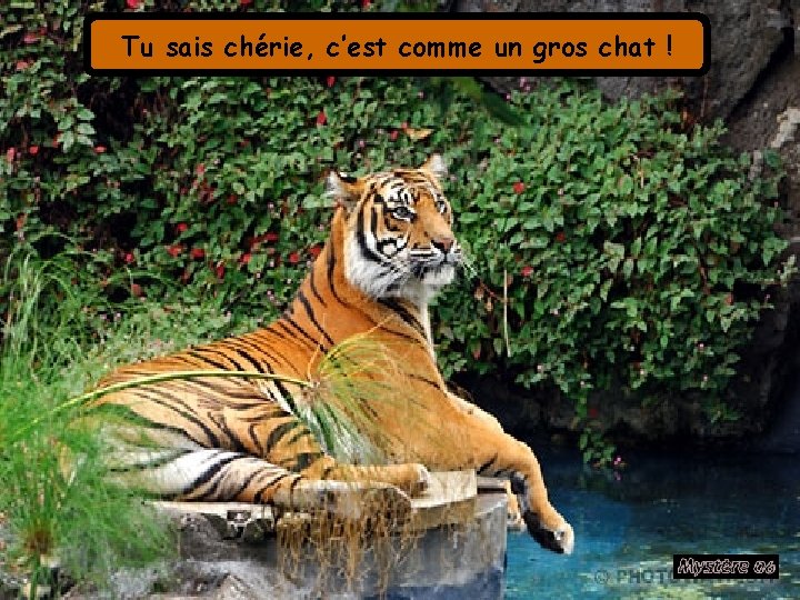 Tu sais chérie, c’est comme un gros chat ! 