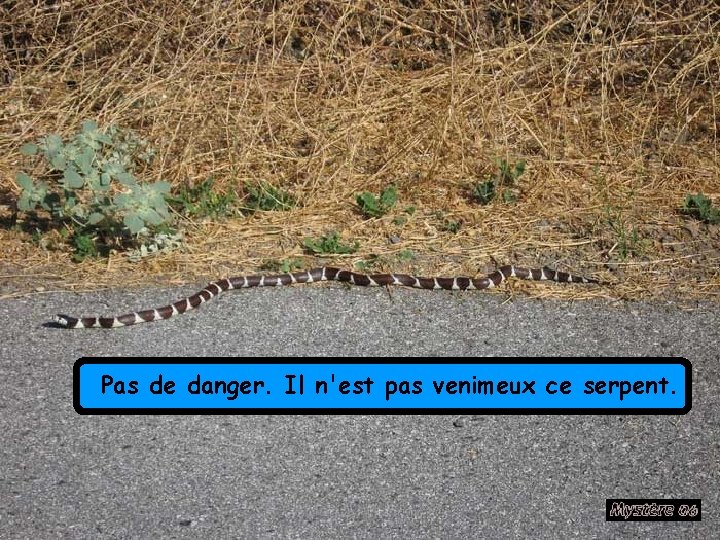 Pas de danger. Il n'est pas venimeux ce serpent. 