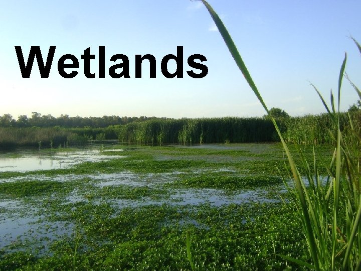 Wetlands 