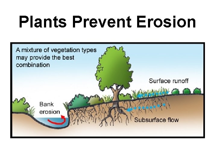 Plants Prevent Erosion 