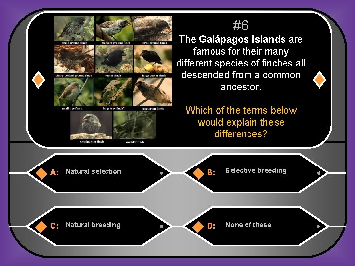 #6 The Galápagos Islands are famous for their many different species of finches all