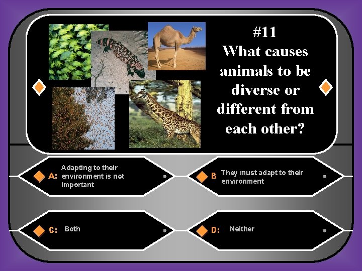 #11 What causes animals to be diverse or different from each other? Adapting to