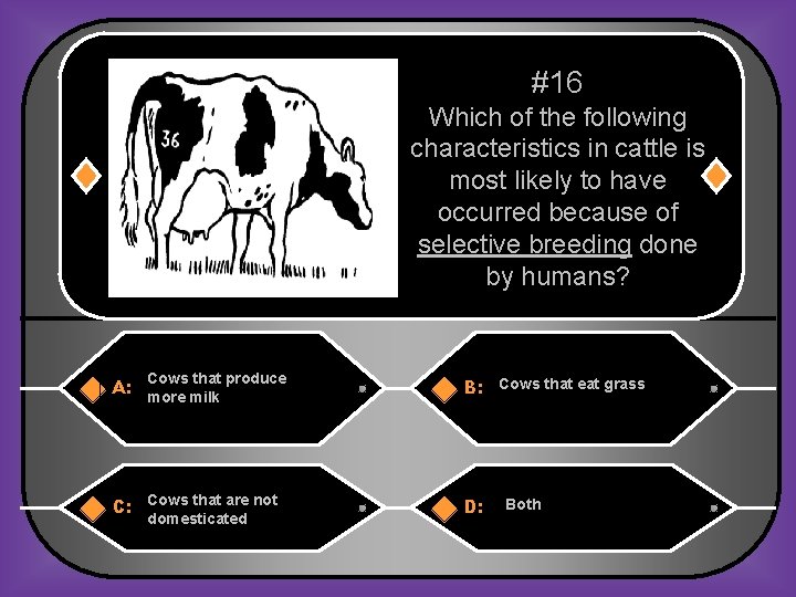 #16 Which of the following characteristics in cattle is most likely to have occurred