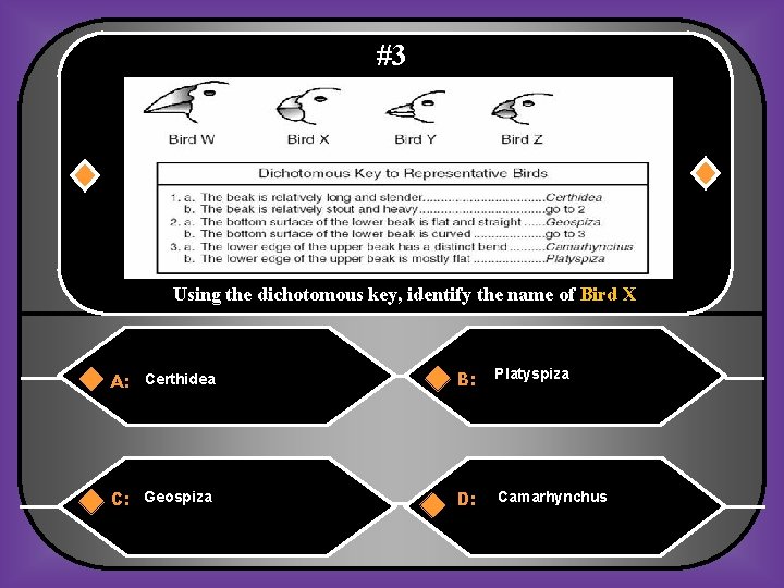 #3 Using the dichotomous key, identify the name of Bird X A: Certhidea B: