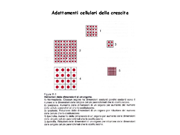 Adattamenti cellulari della crescita 