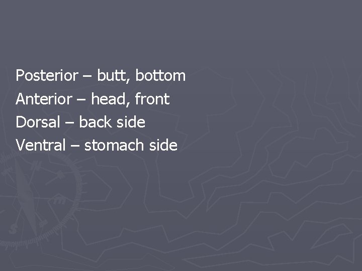 Posterior – butt, bottom Anterior – head, front Dorsal – back side Ventral –