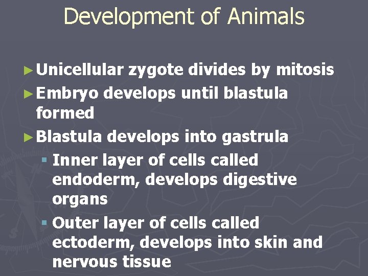 Development of Animals ► Unicellular zygote divides by mitosis ► Embryo develops until blastula