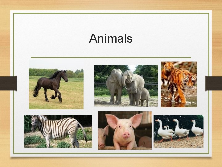 Animals 