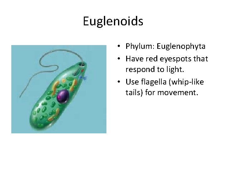 Euglenoids • Phylum: Euglenophyta • Have red eyespots that respond to light. • Use