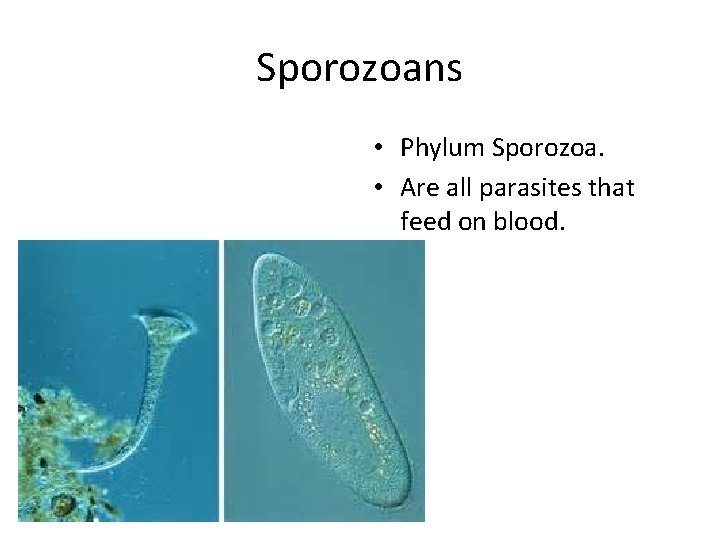 Sporozoans • Phylum Sporozoa. • Are all parasites that feed on blood. 