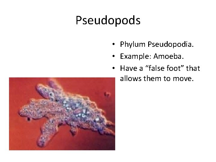 Pseudopods • Phylum Pseudopodia. • Example: Amoeba. • Have a “false foot” that allows