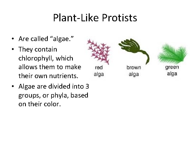 Plant-Like Protists • Are called “algae. ” • They contain chlorophyll, which allows them