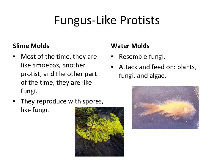 Fungus-Like Protists Slime Molds Water Molds • Most of the time, they are like