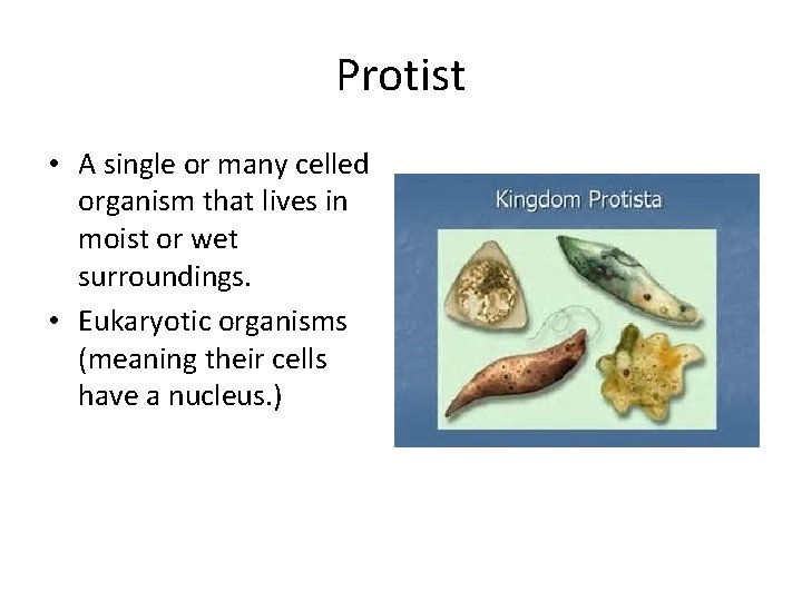 Protist • A single or many celled organism that lives in moist or wet