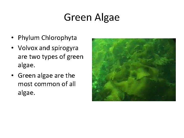 Green Algae • Phylum Chlorophyta • Volvox and spirogyra are two types of green
