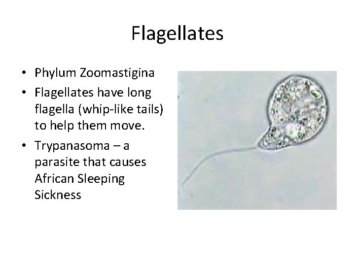 Flagellates • Phylum Zoomastigina • Flagellates have long flagella (whip-like tails) to help them