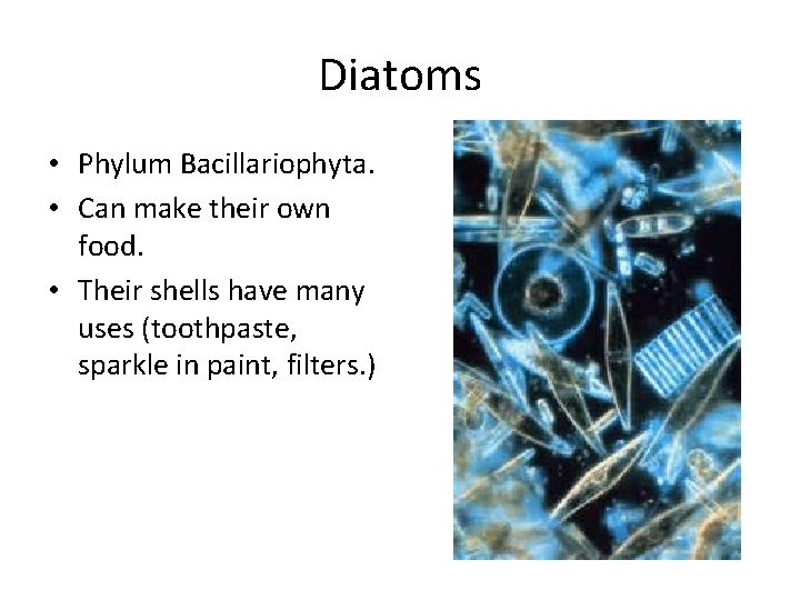 Diatoms • Phylum Bacillariophyta. • Can make their own food. • Their shells have