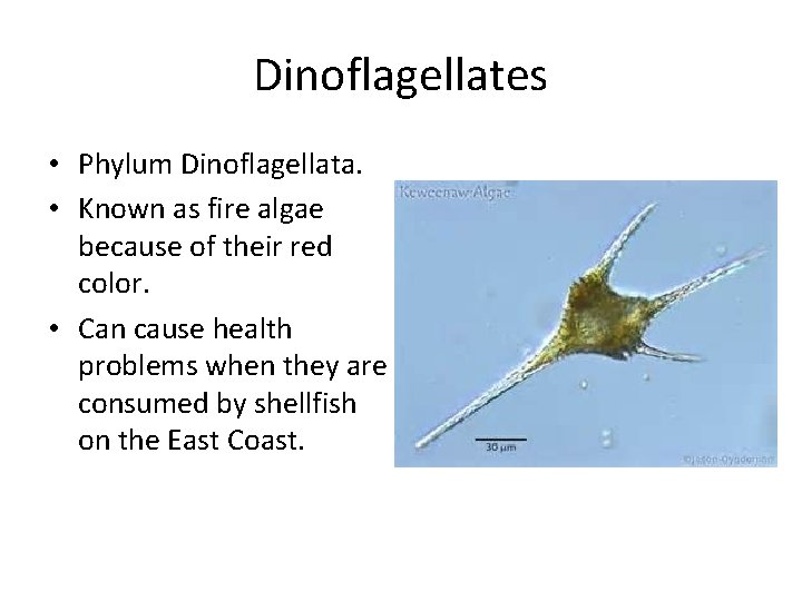 Dinoflagellates • Phylum Dinoflagellata. • Known as fire algae because of their red color.