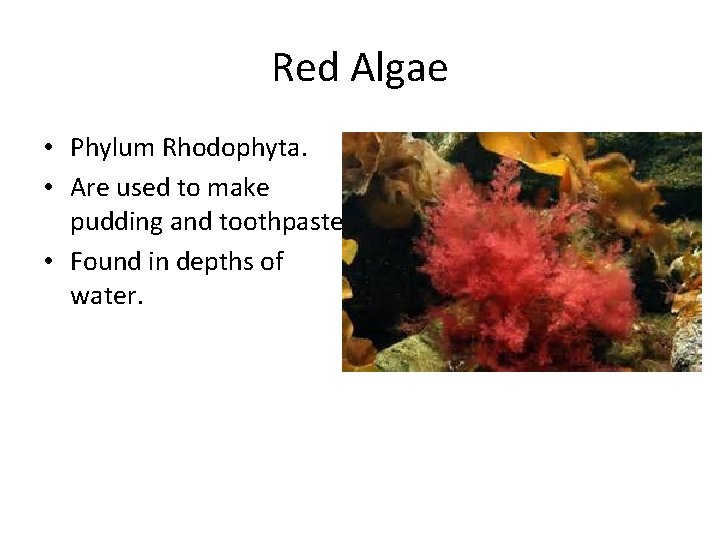 Red Algae • Phylum Rhodophyta. • Are used to make pudding and toothpaste. •