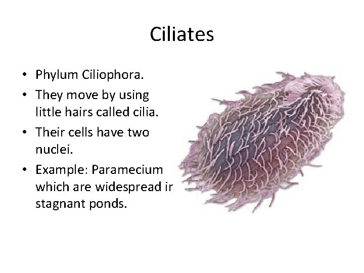 Ciliates • Phylum Ciliophora. • They move by using little hairs called cilia. •