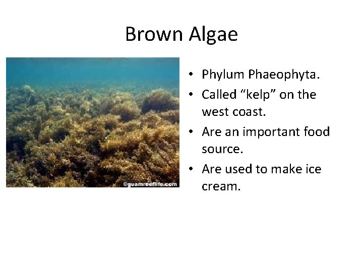 Brown Algae • Phylum Phaeophyta. • Called “kelp” on the west coast. • Are