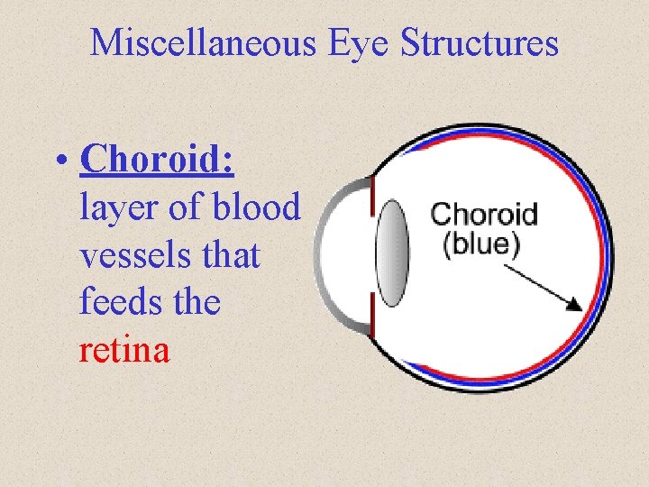 Miscellaneous Eye Structures • Choroid: layer of blood vessels that feeds the retina Miscellaneous Eye Structures • Choroid: layer of blood vessels that feeds the retina
