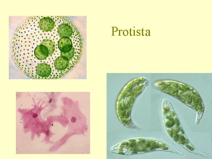 Protista 
