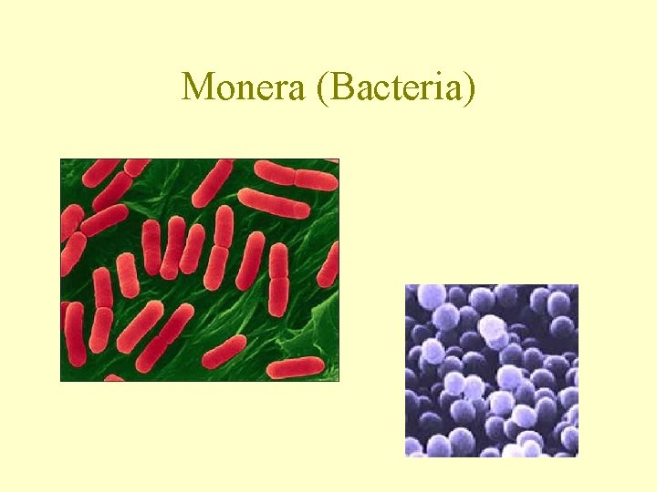 Monera (Bacteria) 