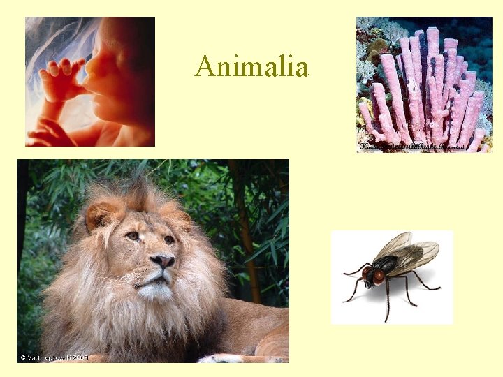Animalia 