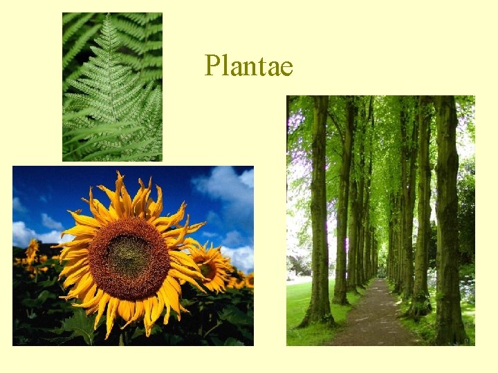Plantae 