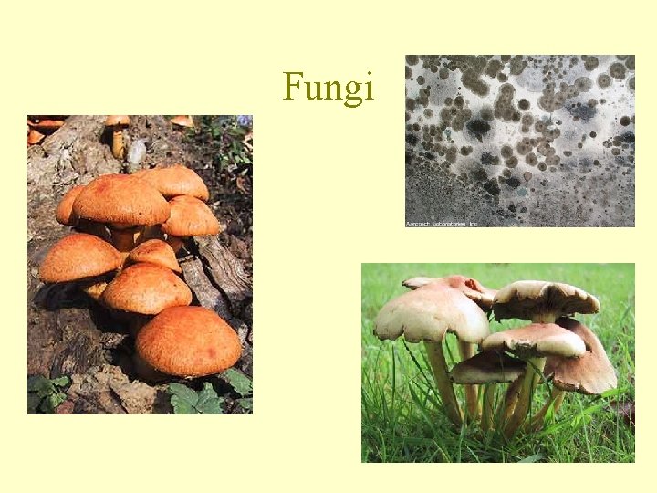 Fungi 