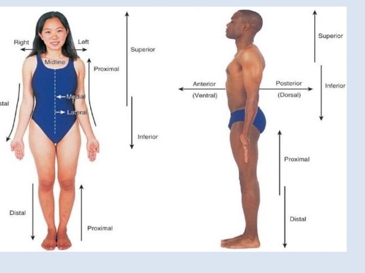 Directional Language Body Human Body Systems Unit 1 Identity Directional Terms