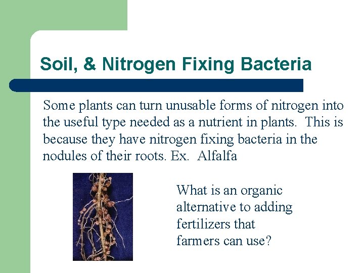 Soil, & Nitrogen Fixing Bacteria Some plants can turn unusable forms of nitrogen into