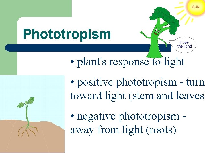 Phototropism • plant's response to light • positive phototropism - turns toward light (stem