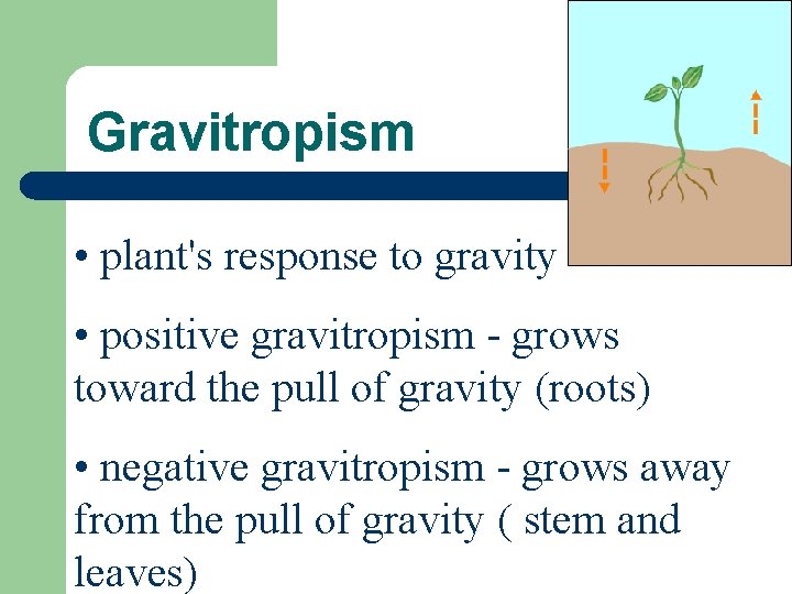 Gravitropism • plant's response to gravity • positive gravitropism - grows toward the pull