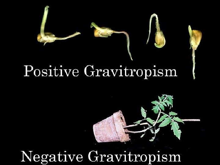 Gravitropism 